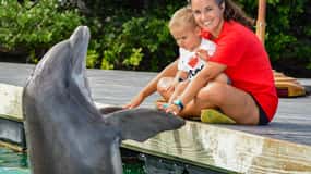 Florida Keys: Dockside Dolphin Experience