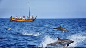 Madère : Excursion d'observation des baleines dans un bateau traditionnel