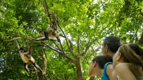 Riviera Maya: visite interactive du zoo de Croco Cun