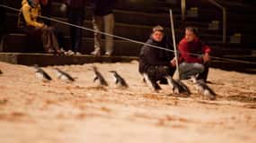 Melbourne: Phillip Island Tour e Penguin Parade