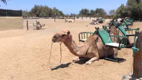 Maspalomas: 2-Seater E-Scooter Dunes Tour with Camel