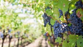 Martina Franca: Wine & Local Products Tasting