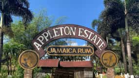 Appleton Rum Factory and Black River Safari Tour