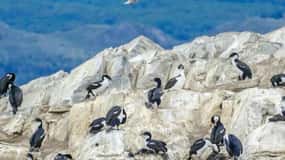 Ushuaia: Tour de medio día a la Isla de Lobos