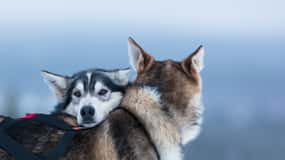 Levi: Aventura en trineo tirado por huskies de 7 km en coche