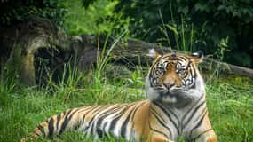 Zoo de Nashville : Billet d'entrée à la journée