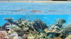 Diani: Kisite Mpunguti Marine Park with Lunch