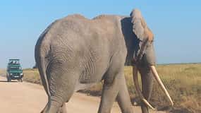 DAY TRIP AMBOSELI PARK FROM NAIROBI AND MASAI VILLAGE.