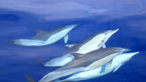 São Miguel: Swim with Wild Dolphins in the Open Ocean
