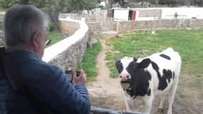Au départ de Mykonos : Visite de la ferme d'Ano Mera
