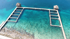 Cozumel: Nadar com golfinhos reais e interação com manatins