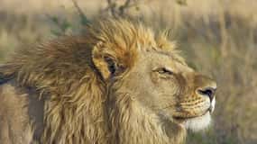 Best day trip safari from Zanzibar to Mikumi Park by flight