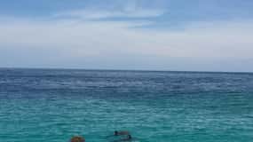 Panama City Beach: Sightseeing-seglats med delfiner på Footloose