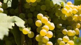 Napoli: tour dei vigneti del Vesuvio con pranzo e degustazione di vini