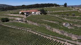 Lamego: Quinta da Portela de Baixo Winery Tour en proeverij