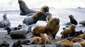 Shore Excursion: Punta Loma with City Tour Puerto Madryn