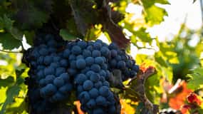 Fuerteventura: Besichtigung der Bodega Conatvs Weinberge mit Verkostung