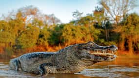Iquitos: 5 giorni nella foresta pluviale | Tour della giungla amazzonica