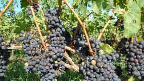 Niagara Falls, Canada: Full-Day Private Winery Tour