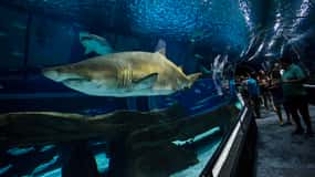 Rio: Olympic Boulevard, AquaRio and Museum of Tomorrow Tour