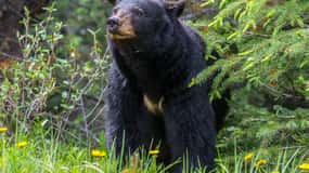 Jasper National Park: Evening or Morning Wildlife Watch Tour