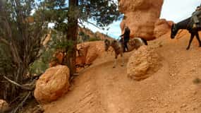 Thunder Mountain Trail: Scenic Horseback Ride