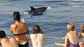 Funchal : Pico Arieiro, Cristo Rei et observation des dauphins