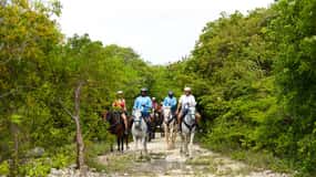 Swim Horse fom Punta Cana