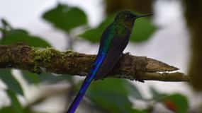 From Quito: Mindo Trekking & Wildlife Guided Day Trip