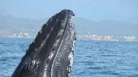 Puerto Vallarta: Humpback Whale Research Adventure Tour