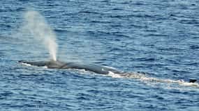 Savona: Pelagos Sanctuary Guided Cetacean Watching Tour