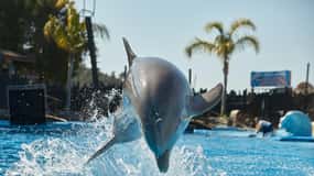Benidorm: Mundomar Animal Park Indgangsbillet