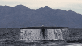 Loreto: Blue Whale-Watching-Bootsfahrt mit Transfer und Mittagessen