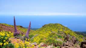 La Palma: Guided Trekking Tour to El Roque de los Muchachos
