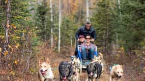 Willow: Summer Dog Sledding Ride in Alaska