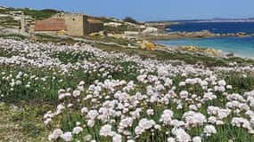 Salvora: Island Tour with Mussel Tasting