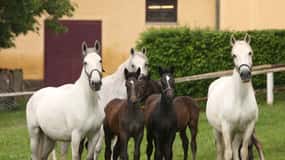 Köflach: Lipizzaner Stud Farm Visit