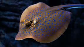 Cairns: Guided Twilight Tour of the Aquarium