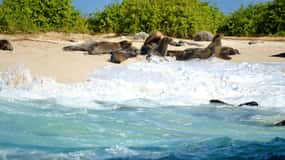 Galapagos: 4 Days Santa Cruz & Bahia Tour with Full Board