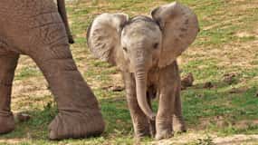 Addo National Park: Guided Half-Day Safari