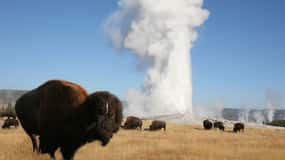 From Cody: Full-Day Yellowstone National Park Tour