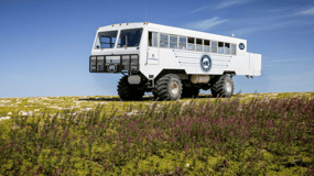 Churchill: viagem exclusiva de um dia de buggy à tundra