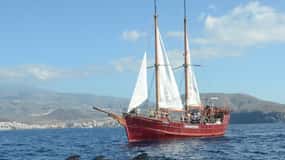 Tenerife:Observación respetuosa de ballenas, barco pirata y natación