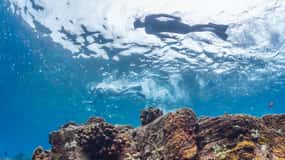 Hawaii: tour di snorkeling nella baia di Pu'uhonua O Honaunau e Kealakekua