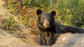 Tadoussac/Charlevoix : excursion d'observation des baleines et des ours