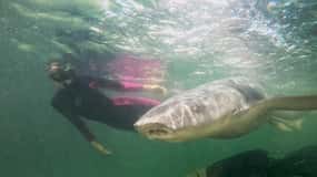 Anna Bay: Irukandji Entry Pass with Reef Shark Snorkel
