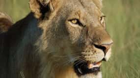 Arusha: 4-Day Serengeti Tour with Lodging, Safaris & Meals