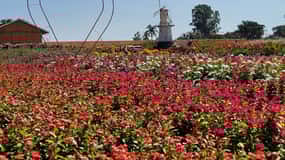São Paulo: Holambra Colorful Flower Farm Guided Day Trip
