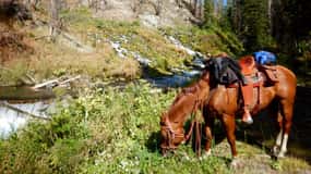Jackson Hole: Dinner Cookout & Bridger-Teton Horseback Ride