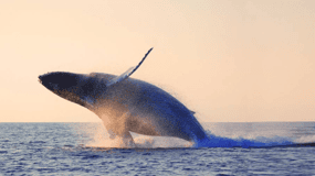 Tadoussac/Charlevoix : Baleines et Fjord (matin ou crépuscule)